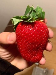 15 GIANT STRAWBERRY Fragaria JuneBearing Huge Red Berry Fruit White Flower Seeds