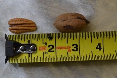 Pecans In-Shell 2.5 lbs Utah Grown Paper Shell Pecan 2023-’24 Crop Free Shipping