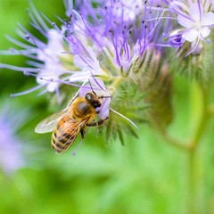 1 LB Lacy Phacelia Seeds – Phacelia Tanacetifolia Wildflower Seed