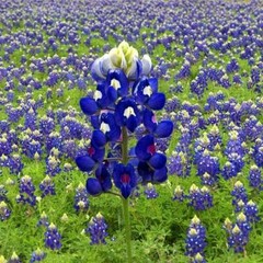 Lupine TEXAS BLUEBONNET Wildflower Sun/Partial Shade Heirloom Non-GMO 50 Seeds!