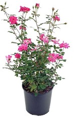 Thornless Climbing Rose – Pink Flowers, #3 Size Container, Garden Plant