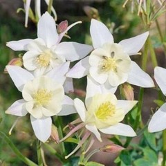 Columbine CRYSTAL STAR White Perennial Pollinators Part-Sun Non-GMO 100 Seeds!