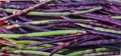 Mississippi Pinkeye 2 Purple Hull Peas Cowpeas Benefits St. Jude