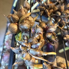 15 Egyptians Walking Onions Winter Perennial Tree Onion Bulbils Seeds