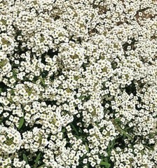 ALYSSUM SEEDS 1500+ CARPET OF SNOW WHITE FLOWER garden ANNUAL bees FREE SHIPPING
