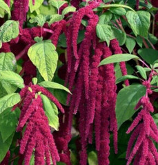 LOVE LIES BLEEDING SEEDS 2000+ AMARANTH annual FLOWER garden FREE SHIPPING