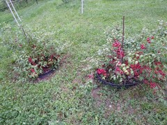 1 Red bush cherry, rooted starter plant. Zones 3-8. JOY JOEL or JAN
