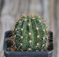 Echinopsis hybrid ‘Yes’