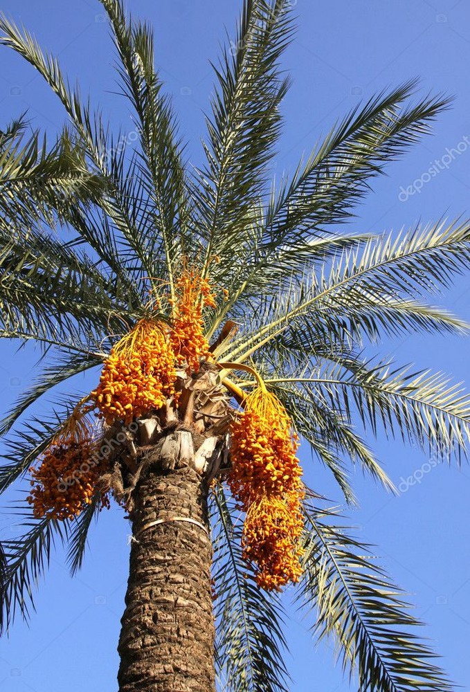 1- Medjool 1+ Year Old Date Palm Seedling Phoenix Dactylifera Plant Sapling