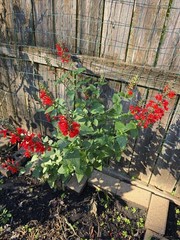 Pineapple Sage Seeds 10 Organic Seeds *FREE SHIPPING*