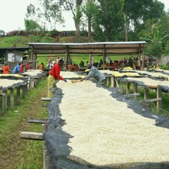 ETHIOPIAN YIRGACHEFFE COFFEE BEANS MEDIUM ROASTED 5 POUNDS
