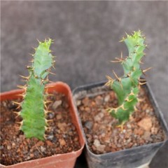 3PCS 8CM Succulent Cactus Plant Euphorbia Groenewdi Cactaceae Home Garden Plant