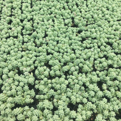 4 Packs Burro’s Tail Sedum Morganianum Donkey’s Tail Rooted in 2 inch Planters