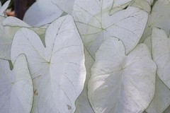 Fancy White Caladium Bulbs for Planting (6 Bulbs) – Easy & Fast Growing