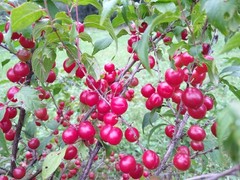 1 Red bush cherry, rooted starter plant. Zones 3-8. JOY JOEL or JAN
