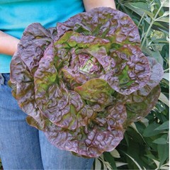 500+ Marvel of Four Seasons Lettuce Seeds, OLD FRENCH FAVORITE,HEIRLOOM, NON-GMO