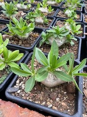 RareSucculent Plant Pachypodium brevicaule Baker Garden Decor Boutique 7-8CM
