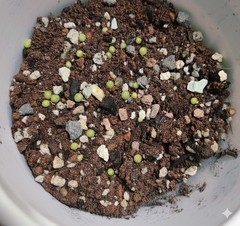 10x RARE CACTUS SEEDS LW Button Cacti FRESH High Germination US SELLER Guarantee