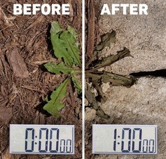 Spruce Snap & Spray Weed & Grass Killer Powered Starter Kit FAST RESULTS