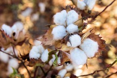 100 WHITE COTTON Gossypium Seeds Non-GMO USA Seller Shipper Best Price