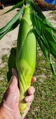 1/2 Pound (800 Seed) Silver King Non GMO Hybrid White Sweet Corn Seeds