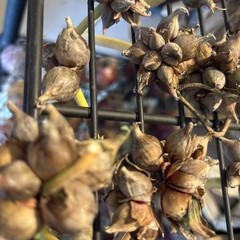 15 Egyptians Walking Onions Winter Perennial Tree Onion Bulbils Seeds