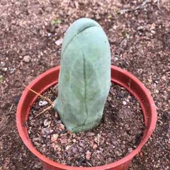 8CM Succulent Cactus Plant Eulychnia Castanea Male Sexy Cactaceae Home Garden
