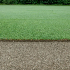 Creeping Bentgrass Seed 40,000 seeds