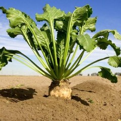 250 Sugar Beet Seeds beta vulgaris