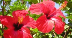 1 LB 100% Premium Dried Rough Cut Hibiscus Flowers Tea,Jaimaica Tea