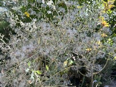100 Organic Wild Lettuce Lactuca Virosa Seeds