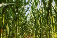 150 LADY FINGERS POPCORN CORN Zea Mays Vegetable Seeds *Flat S/H