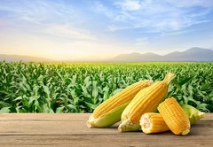 100 IOCHIEF YELLOW SWEET CORN AAS Winner Zea Mays Vegetable Seeds *Combined S/H
