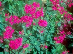 1001+CATCHFLY Flower Seeds None So Pretty Native Wildflower Patio Container Easy