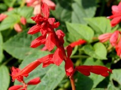 400 SCARLET SAGE (Lady-In-Red / Red Texas Sage) Salvia Coccinea Flower Seeds