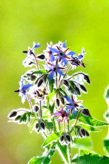 100 BORAGE SEEDS | FREE SHIPPING NON GMO HEIRLOOM 2026 EDIBLE BUTTERFLIES BEES