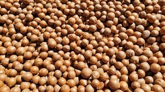 Fresh Macadamia Nuts in shell from California (5 LBS)