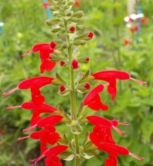 Sage RED SCARLET SALVIA Annual, Perennial Hummingbird Flowers Non-GMO 500 Seeds!