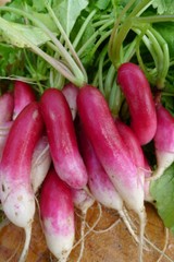 French Breakfast Radish 50 – 5000 Seeds Heirloom long delicious garden 30 days!