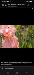 Pink Pride Iris (Iris) Pink Flower Perennial Rhizomes -on Sale Free S&H