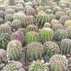 Gymnocalycium baldianum Dwarf Chin Cactus Live Succulent Plant Blooming Cactus