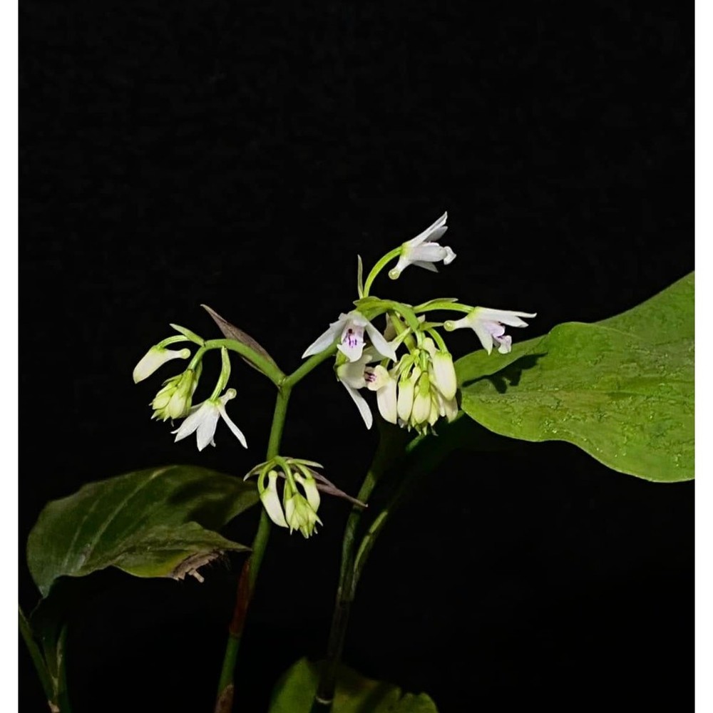 Oeceoclades uganda Rare collector orchid blooming size