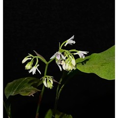 Oeceoclades uganda Rare collector orchid blooming size