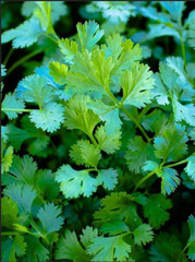 ORGANIC Slow Bolt Cilantro Seeds | Non-GMO | Fresh Garden Seeds Free Ship