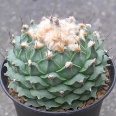 7-8CM Succulent Cactus Plant Obregonia Denegrii Cactaceae Home Garden Beautiful