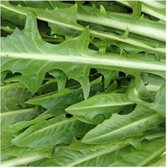 Catalogna Emerald Endive Seeds, NON-GMO, Chicory, Italian Dandelion, FREE SHIP