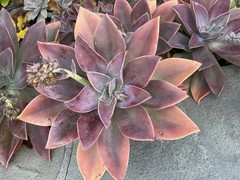 Rare Pink Succulent Graptoveria Dusty Easy Care Bare Root Live Plant 1-Head 2″