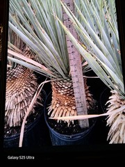 Yucca Rostrata 25 To 30″ Tall Cold Hardy Drought Tolerant Full Sun Nice!!