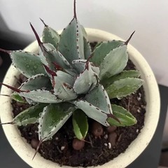 8CM Succulent Agave Plant Agave Potatorum Cv.’Cubic’ Agavaceae Home Garden Plant