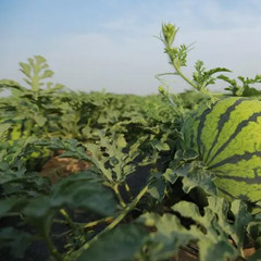 Sweet Tiger Baby Watermelon Seeds 50+ Non-GMO Ultra Sweet Easy Grow